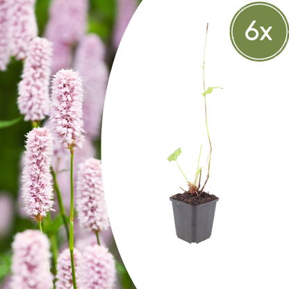 Adderwortel - set van 6 – voor tuin & terras