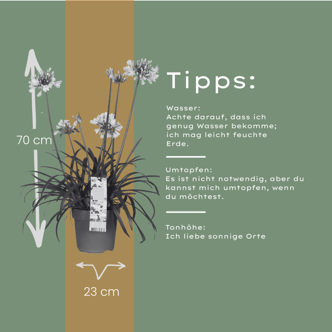 Agapanthus 'Everwhite' — Afrikaanse lelie, wit (Ø23)
