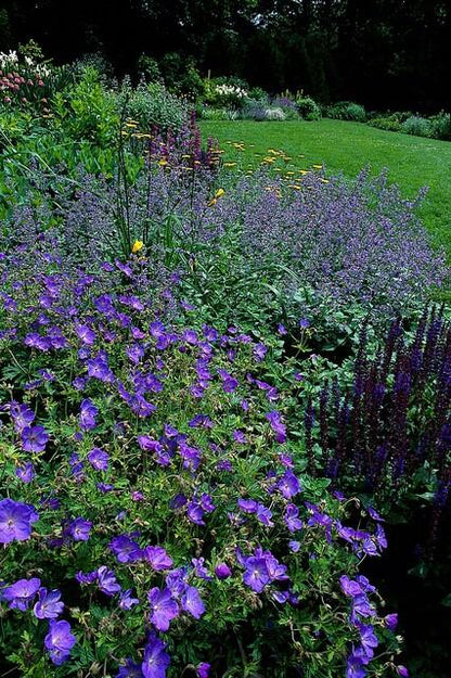 Ooievaarsbek 'Johnson's Blue' - set van 6 – voor tuin & terras