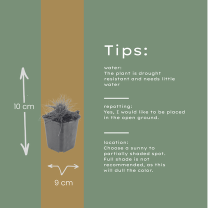 Zwenkgras (Festuca gautieri) - set van 6 – voor tuin & terras