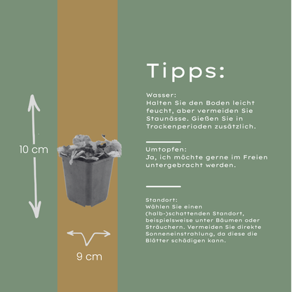 Schuimbloem (Tiarella cordifolia) - set van 6 – voor tuin & terras