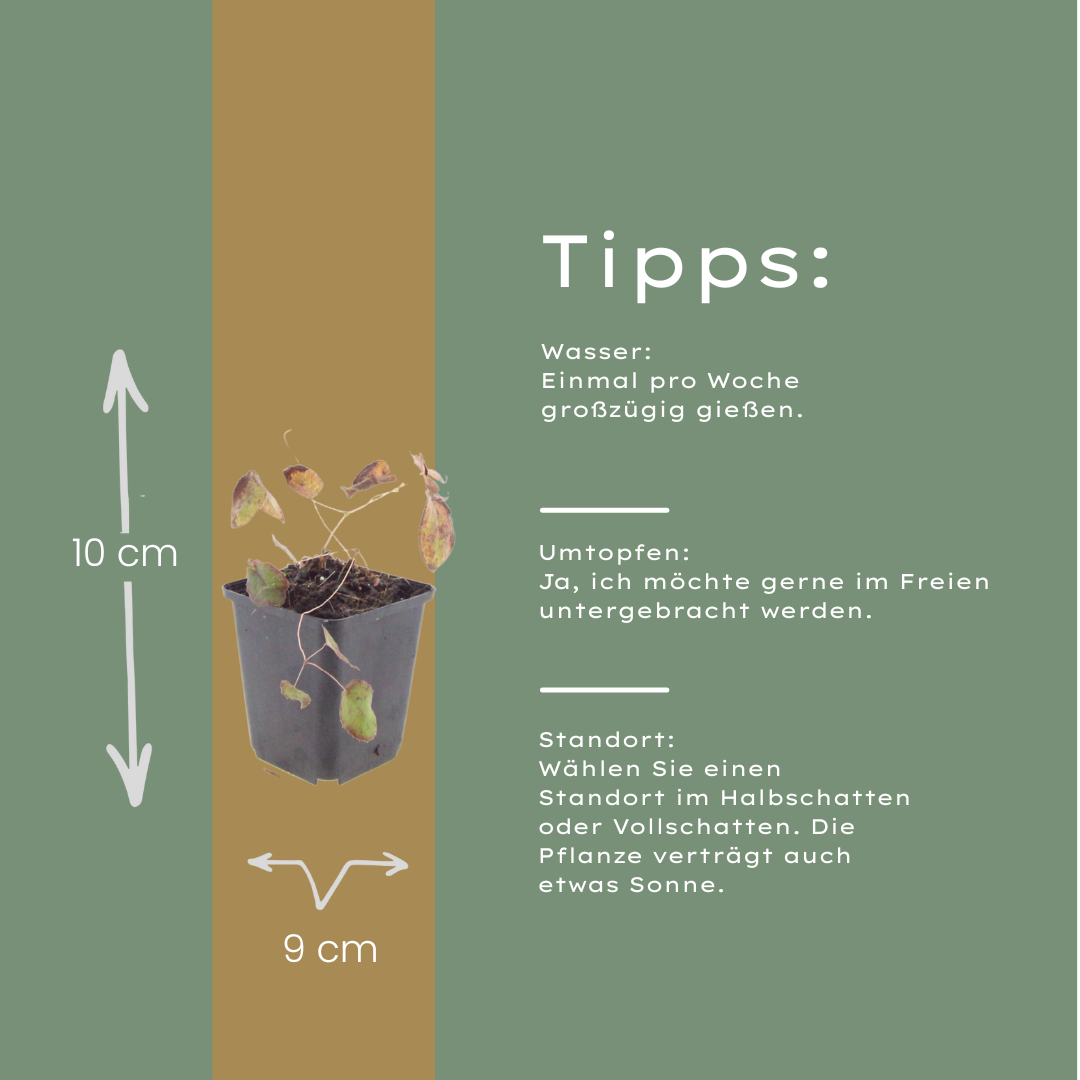 Elfenbloem (Epimedium rubrum) - set van 6 – voor tuin & terras