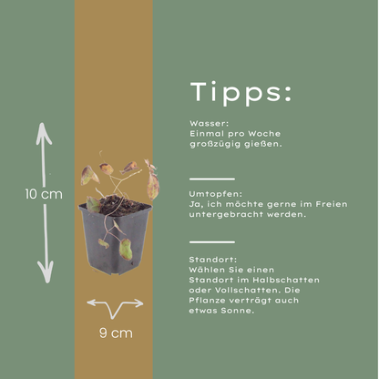 Elfenbloem (Epimedium rubrum) - set van 6 – voor tuin & terras