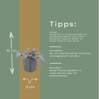 Smeerwortel 'Wisley Blue' - set van 6 – voor tuin & terras