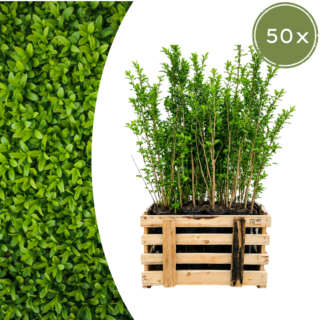 Palletdeal Haagplanten:  50 Ligustrum Ovalifolium ↕ 60-80 - Ø 19cm | Mini Pallet