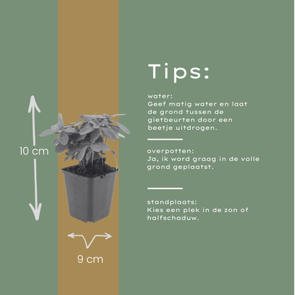 Wolfsmelk (Euphorbia amygdaloides robbiae) - set van 6 – voor tuin & terras