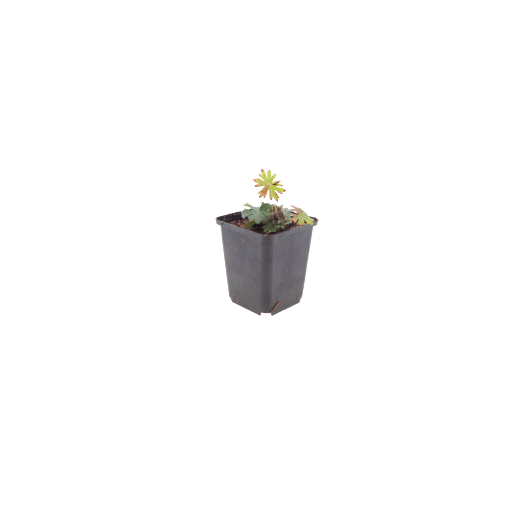 Bloedooievaarsbek (Geranium sanguineum) - set van 6 – voor tuin & terras
