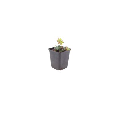 Bloedooievaarsbek (Geranium sanguineum) - set van 6 – voor tuin & terras
