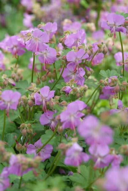 Ooievaarsbek 'Cambridge' - set van 6 – voor tuin & terras