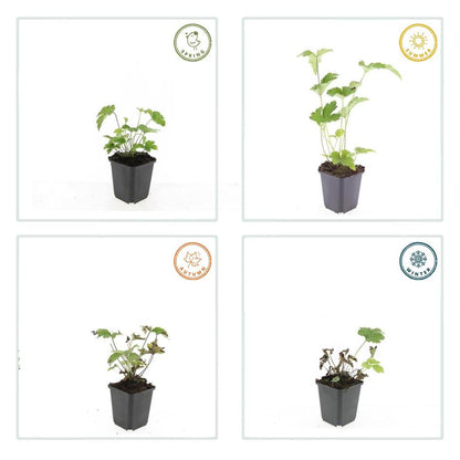 Herfstanemoon 'Robustissima' - set van 6 – voor tuin & terras