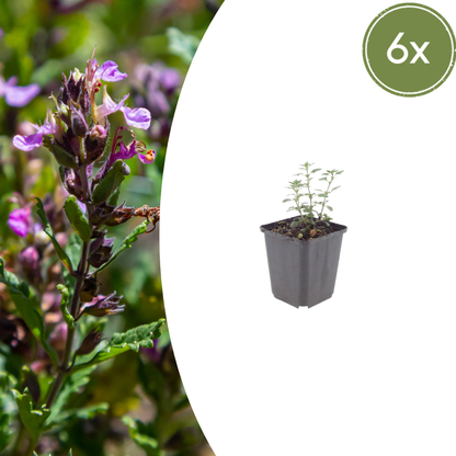 Gamander (Teucrium lucidrys) - set van 6 – voor tuin & terras