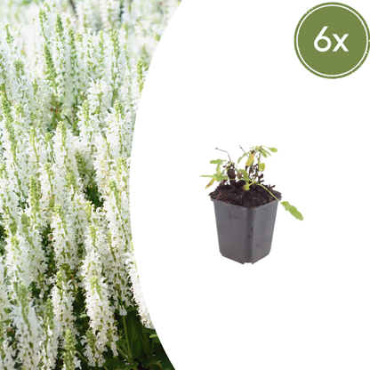 Siersalie 'Schneehugel' - set van 6 – voor tuin & terras