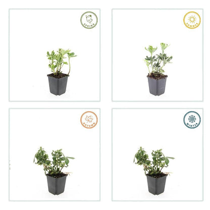 Schaduwkruid 'Variegata' - set van 6 – voor tuin & terras