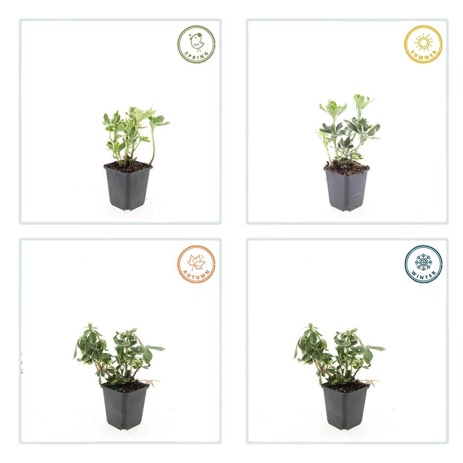 Schaduwkruid 'Variegata' - set van 6 – voor tuin & terras