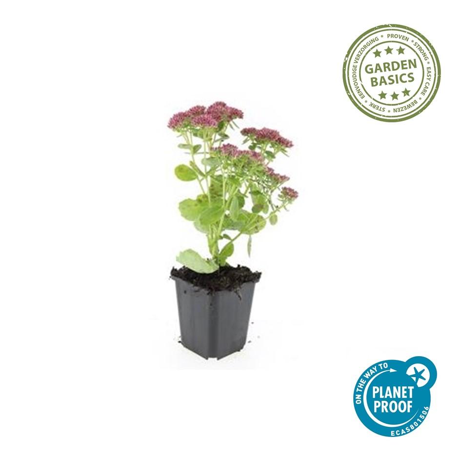 Hemelsleutel 'Herbstfreude' (Sedum)
