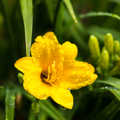 Daglelie 'Stella de Oro' - set van 6 – voor tuin & terras