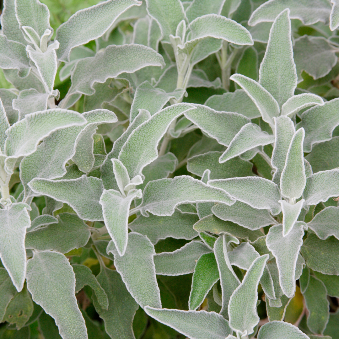 Ezelsoor (Stachys byzantina) - set van 6 – voor tuin & terras