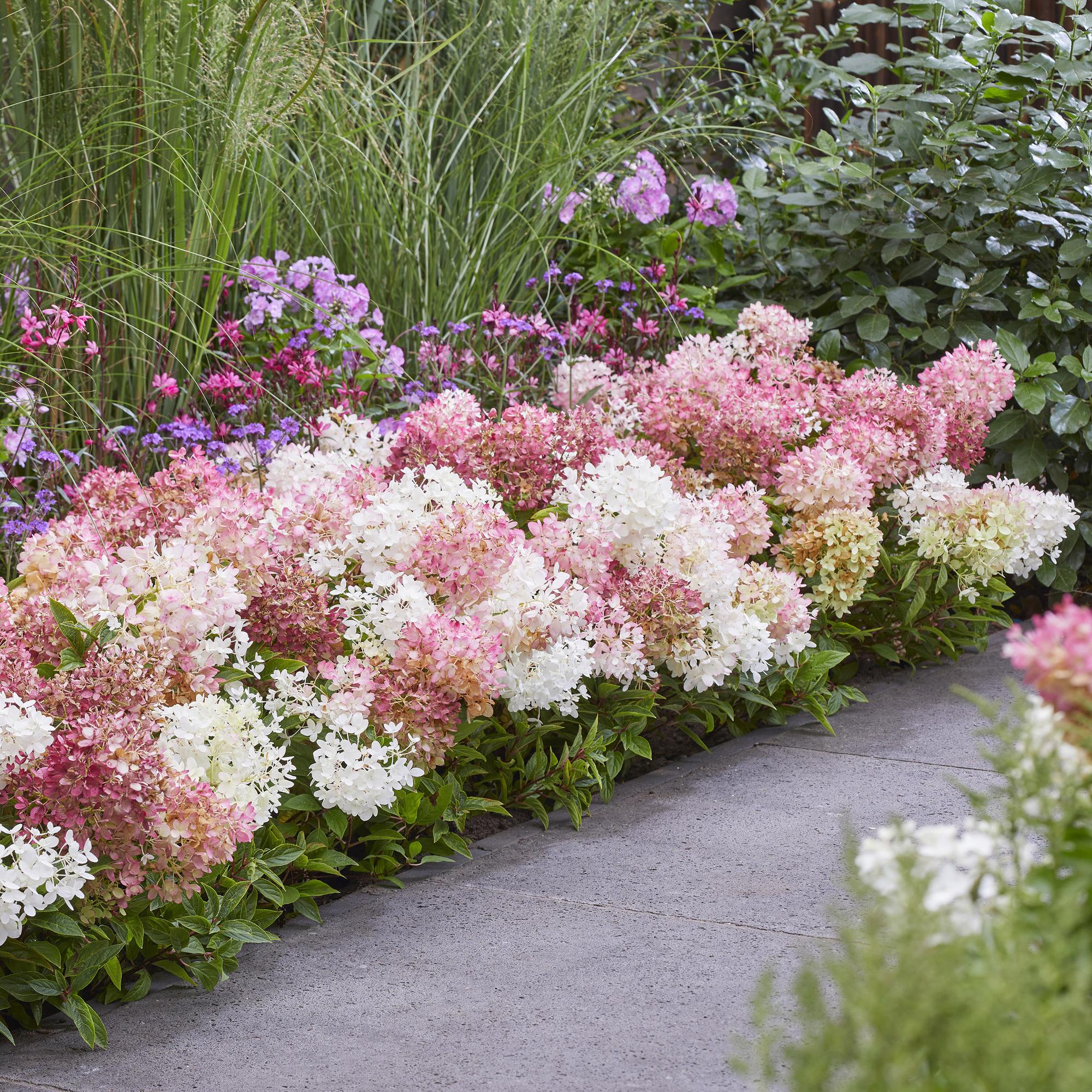 Pluimhortensia 'Groundbreaker' Blush (Hydrangea)