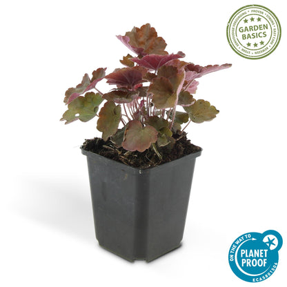 Purperklokje 'Palace Purple' (Heuchera), productfoto 2