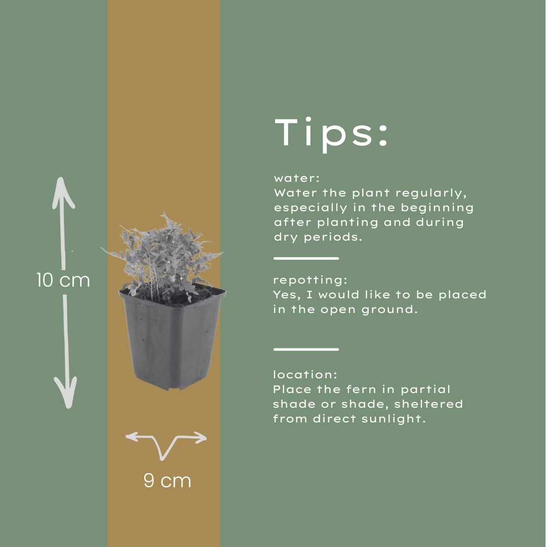 Eikvaren (Polypodium vulgare) - set van 6 – voor tuin & terras