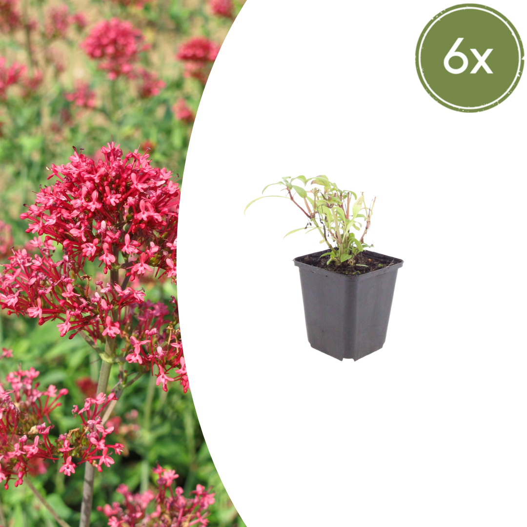 Rode valeriaan 'Coccineus' - set van 6 – voor tuin & terras