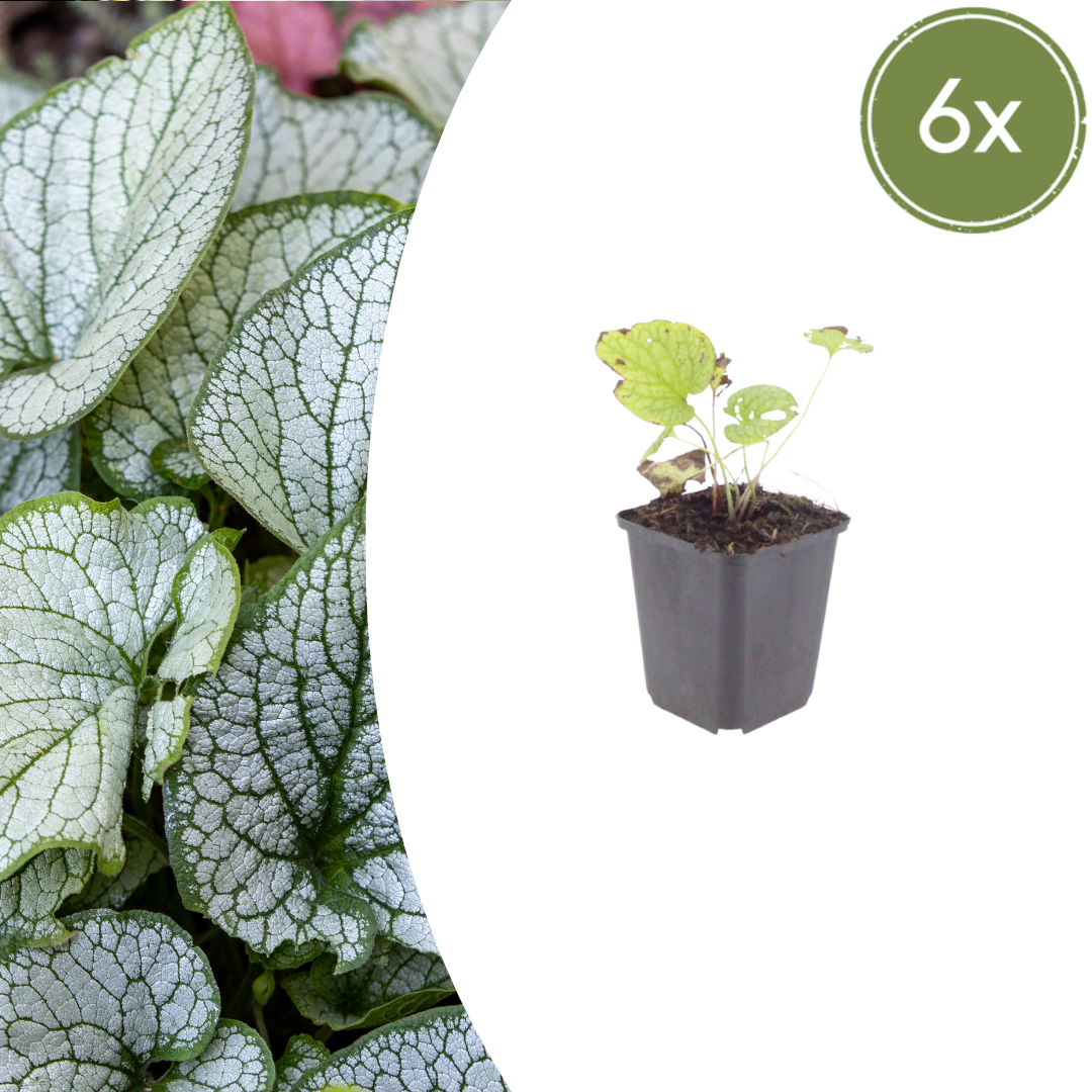 Kaukasisch vergeet-mij-nietje 'Jack Frost' (Brunnera)