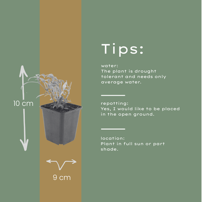 Rode valeriaan 'Coccineus' - set van 6 – voor tuin & terras