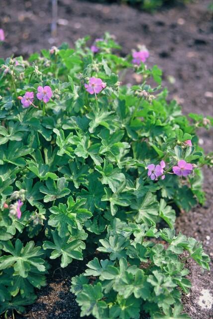 Ooievaarsbek 'Cambridge' - set van 6 – voor tuin & terras