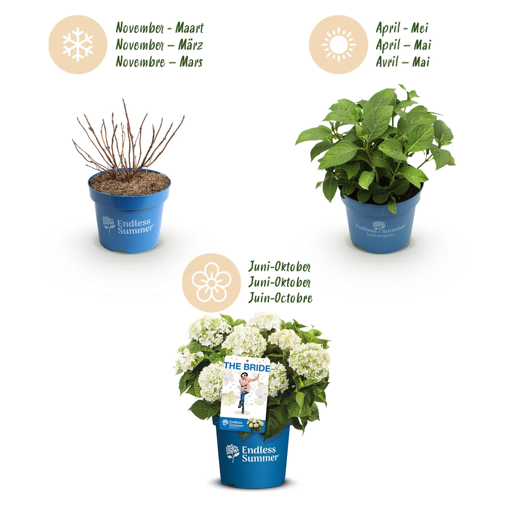 Boerenhortensia Endless Summer (Hydrangea macrophylla) - set van 3