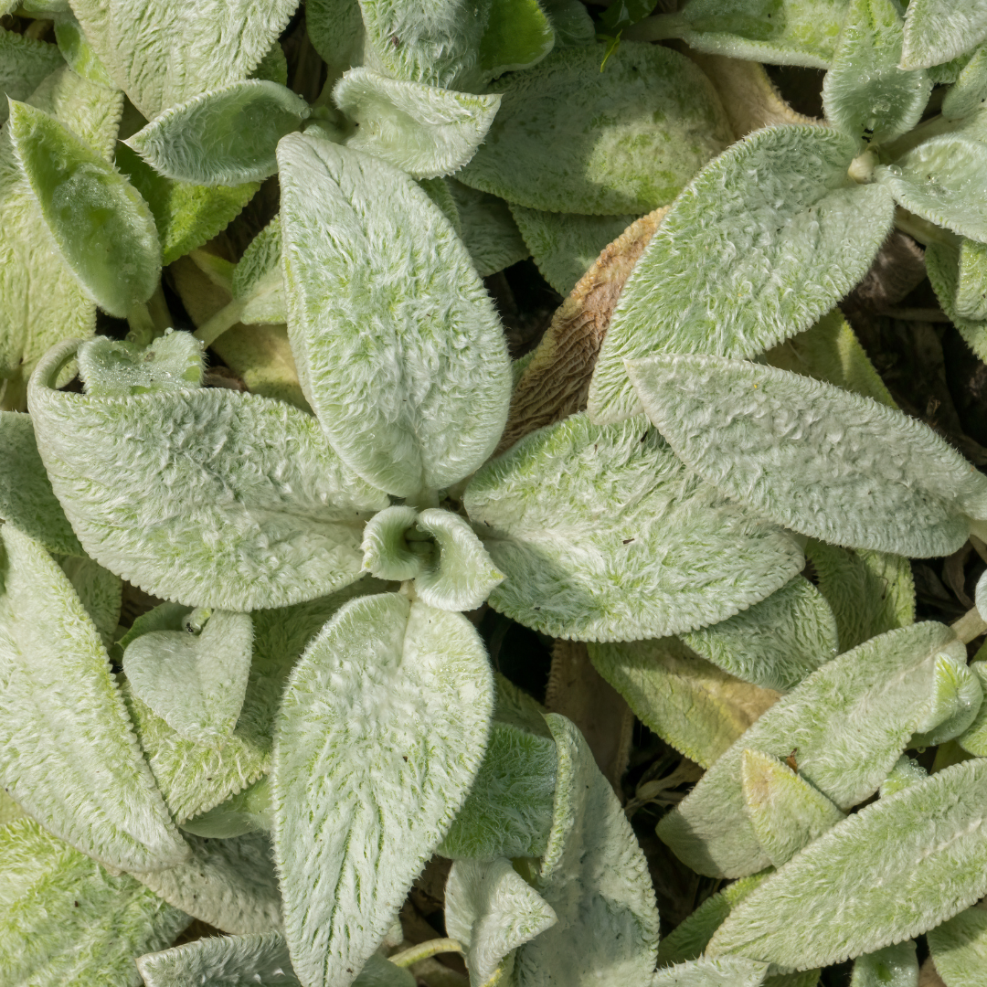Ezelsoor 'Silver Carpet' - set van 6 – voor tuin & terras