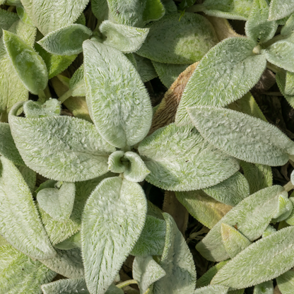 Ezelsoor 'Silver Carpet' - set van 6 – voor tuin & terras