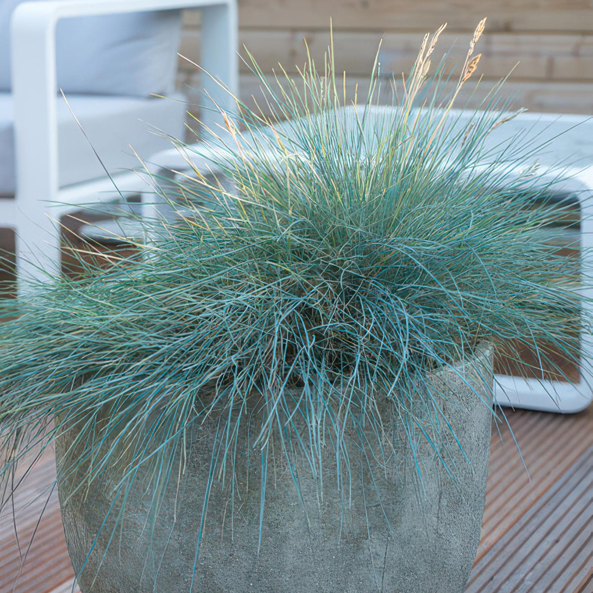 Blauw schapengras 'Elijah Blue' - set van 6 – voor tuin & terras