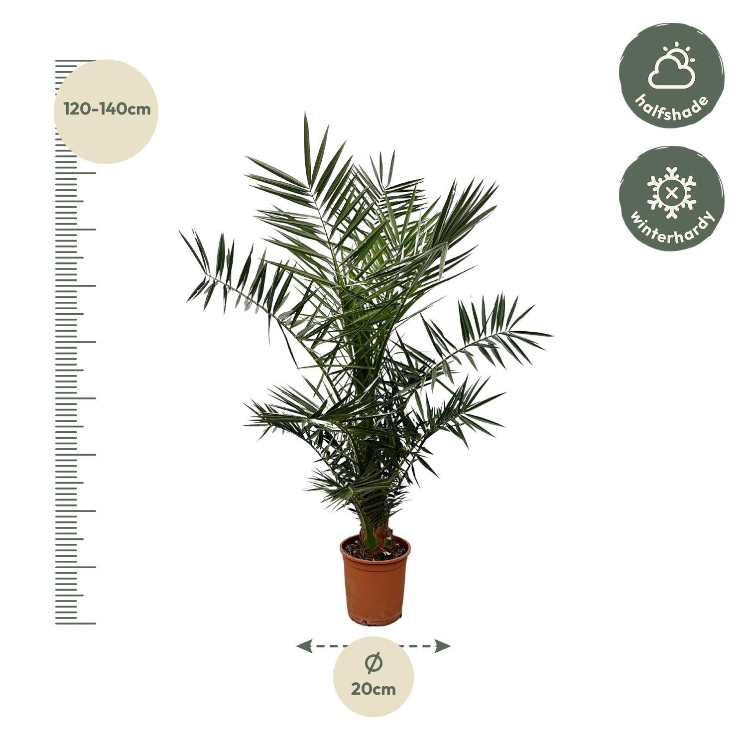 Dadelpalm Phoenix