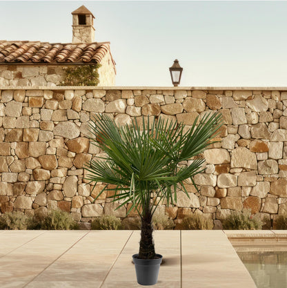 Waaierpalm Trachycarpus - 160-180 cm