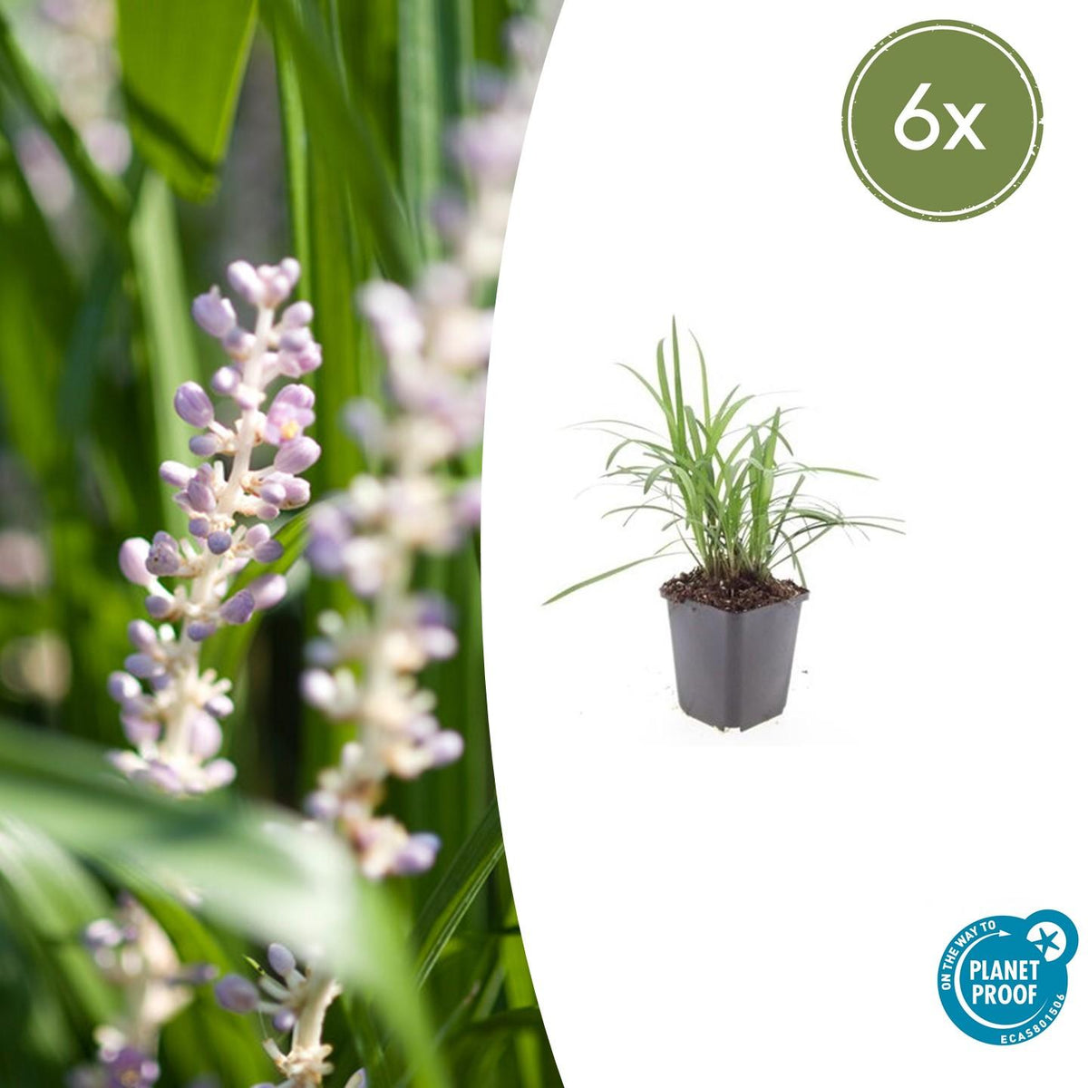 Leliegras 'Monroe White' - set van 6 – voor tuin & terras