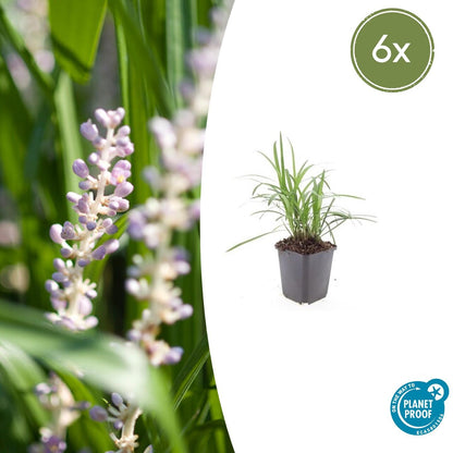 Leliegras 'Monroe White' - set van 6 – voor tuin & terras