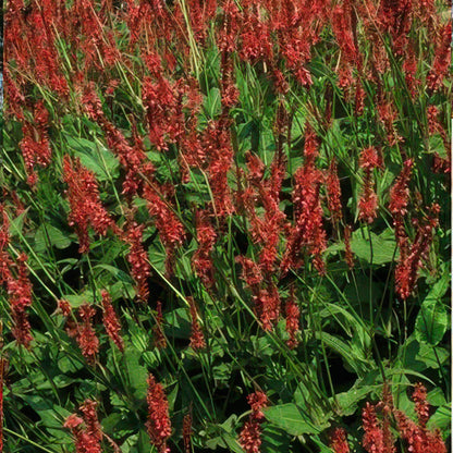 Duizendknoop (Persicaria amplexicaulis) - set van 6 – voor tuin & terras