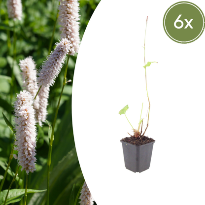 Adderwortel 'Superba' - set van 6 – voor tuin & terras