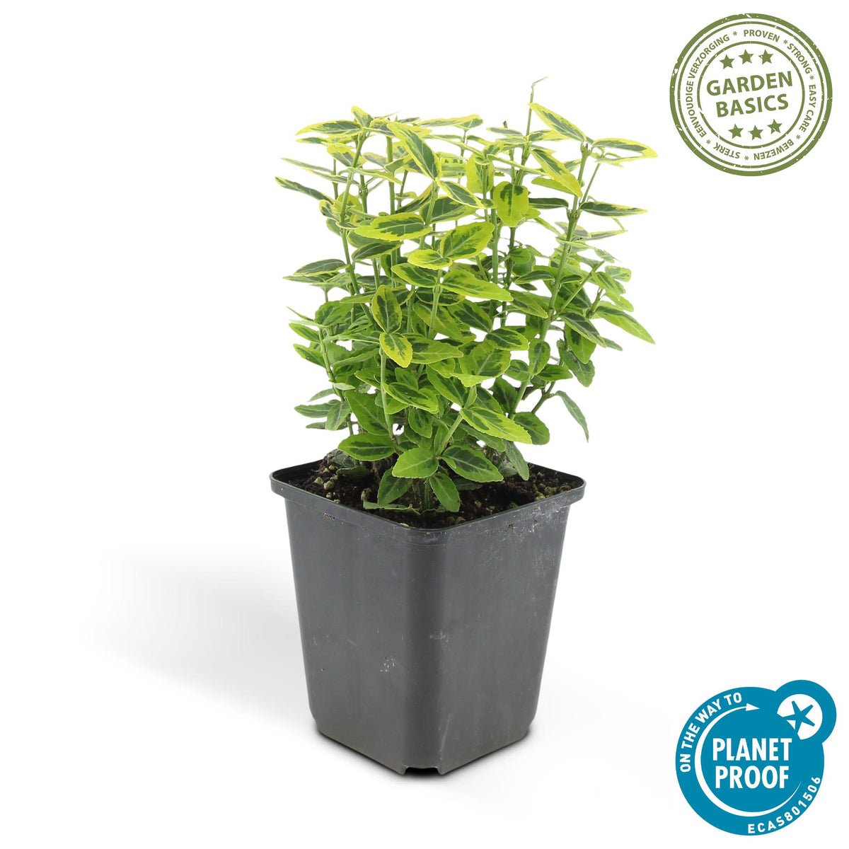 Kardinaalsmuts 'Emerald 'n Gold' - set van 6 – voor tuin & terras