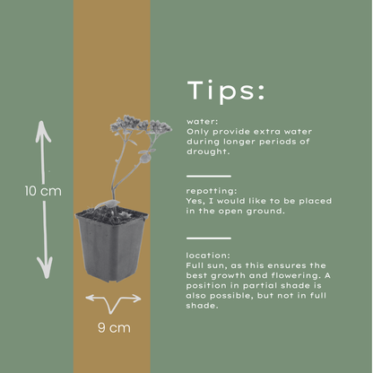 Hemelsleutel 'Matrona' - set van 6 – voor tuin & terras