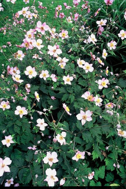 Herfstanemoon 'Robustissima' - set van 6 – voor tuin & terras