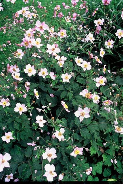Herfstanemoon 'Robustissima' - set van 6 – voor tuin & terras