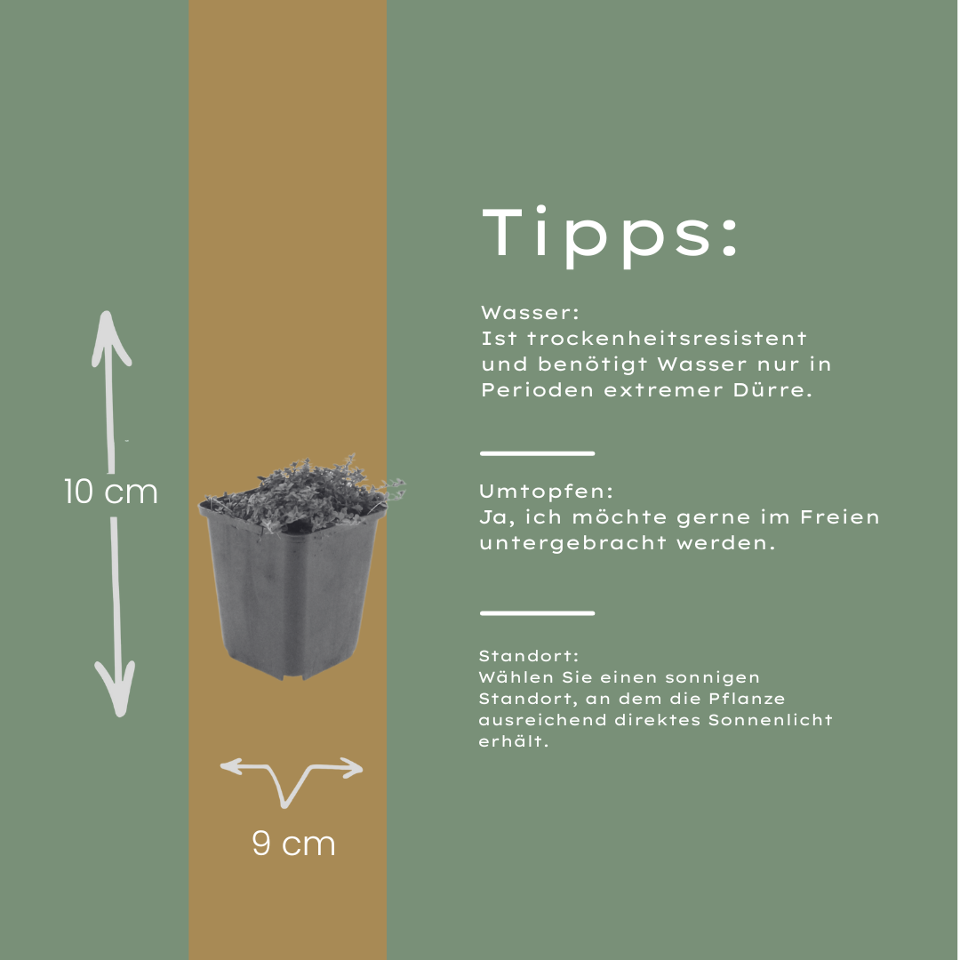 Kruiptijm 'Coccineus' - set van 6 – voor tuin & terras