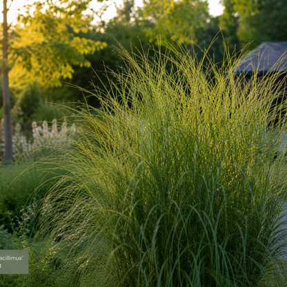 Prachtriet 'Gracillimus' - set van 3 – voor tuin & terras