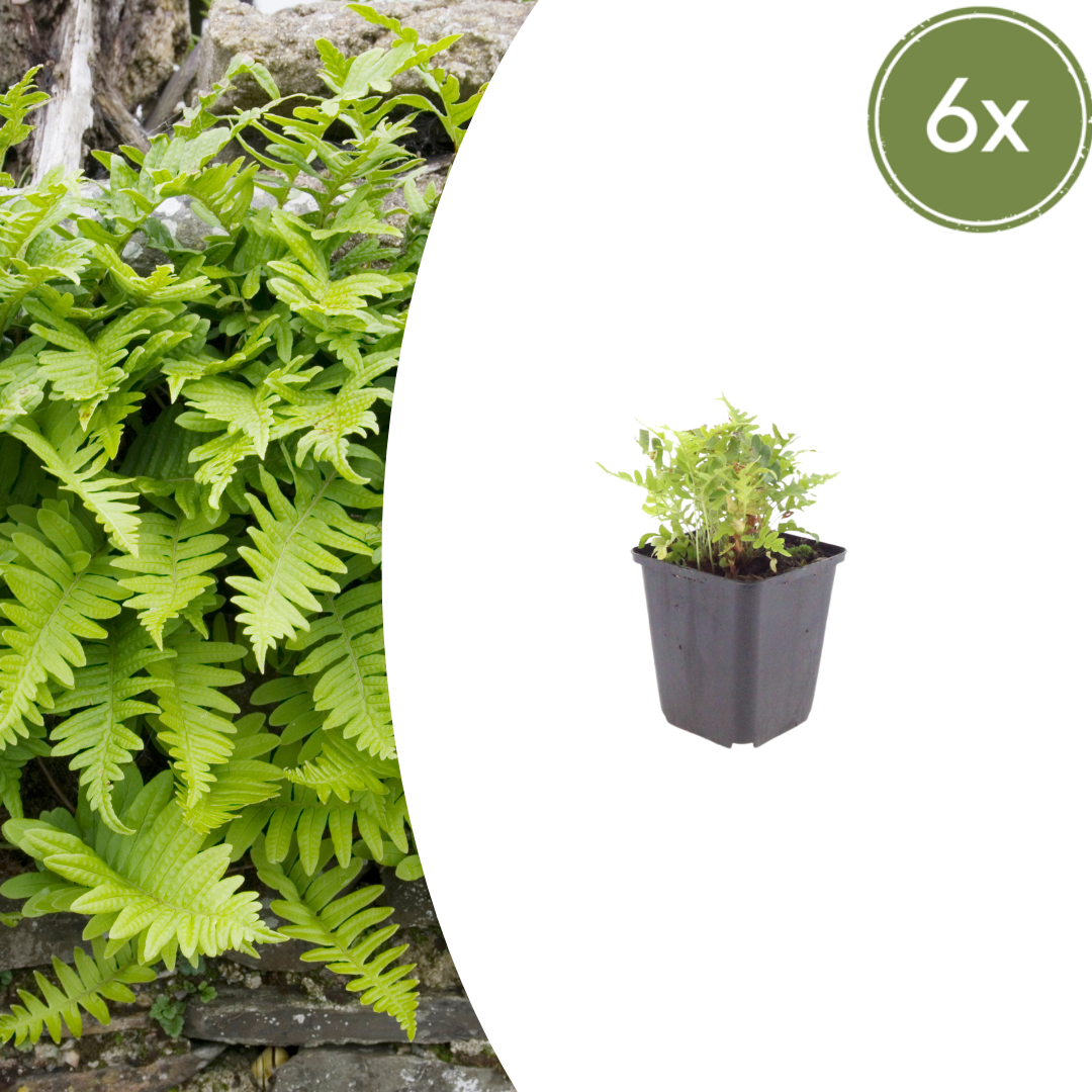 Eikvaren (Polypodium vulgare) - set van 6 – voor tuin & terras