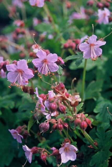 Ooievaarsbek 'Ingwersen's Variety' - set van 6 – voor tuin & terras