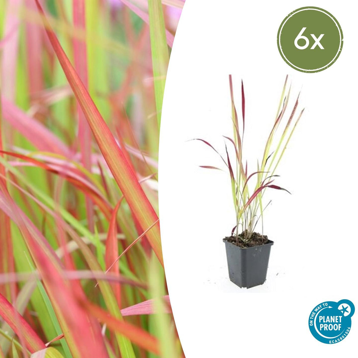 Japans bloedgras 'Red Baron' - set van 6 – voor tuin & terras