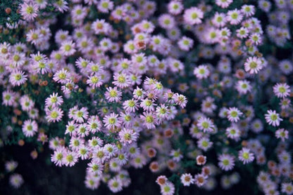 Herfstaster 'Stardust' - set van 6 – voor tuin & terras