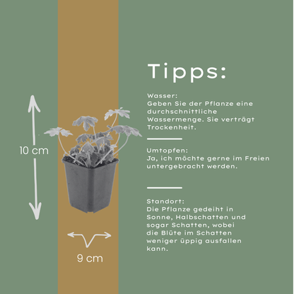 Ooievaarsbek 'Bevan's Variety' - set van 6 – voor tuin & terras