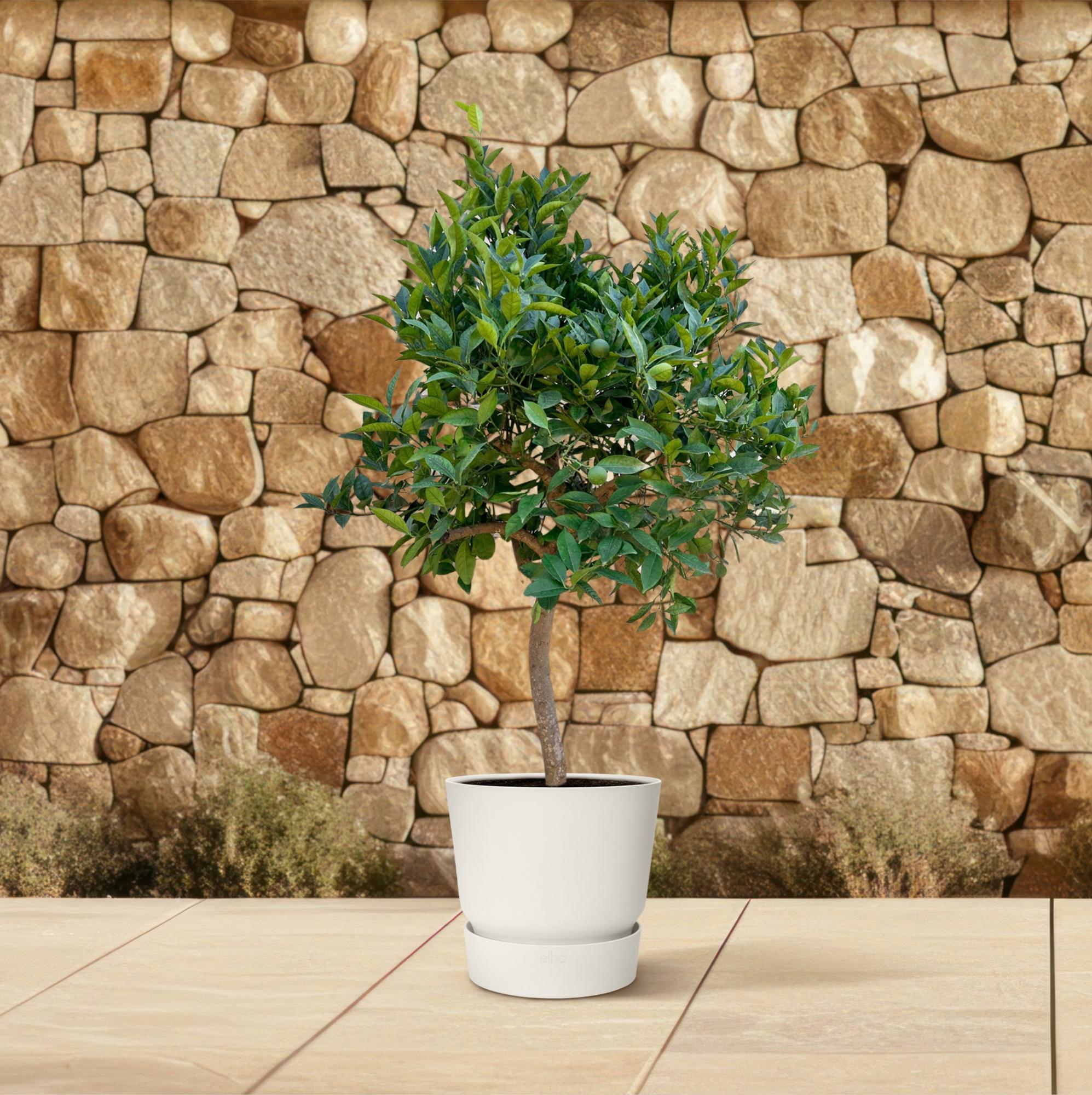 Sinaasappelboom - 200 cm